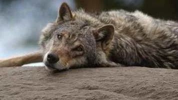 Vilda djur på Kolmårdens Djurpark.