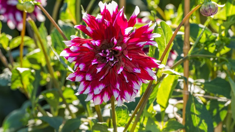 Dekorativdahlia.