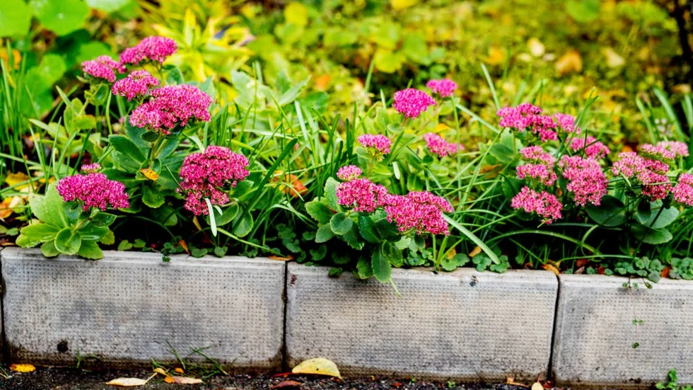 Höstblommor. Kärleksörten är en höstblommande perenn, som mest praktfull i september och oktober