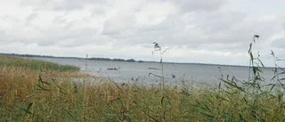 Tämnaren riskerar att växa igen