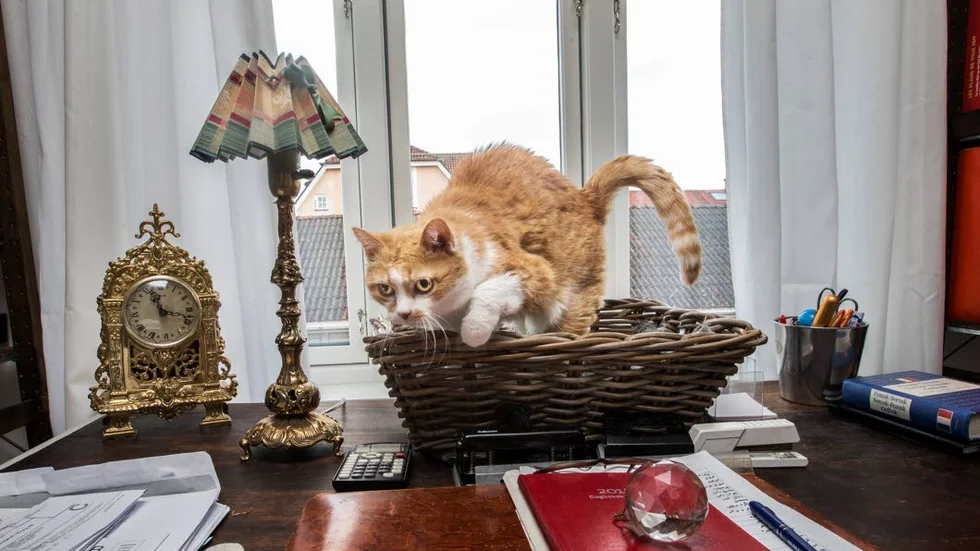 Honkatten Rizla, 17 år, är född i Frankrike.