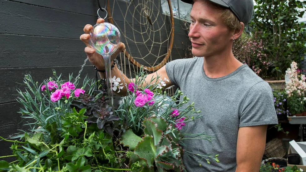 Vattnare. Tomas Eriksson, trädgårdsmästare på Slottsträdgården Ulriksdal har skapat fyra ampelplanteringar för olika behov. I den torktåliga ampeln sätter Tomas semestervattnare av glas som fylls på med vatten.