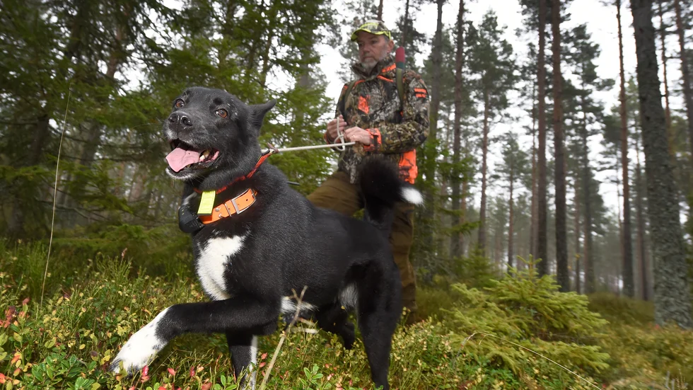 "Vi vill att jakt med lös hund förbjuds. Eftersök på trafikskadat vilt kan utföras med jakthund i lina", skriver debattören.