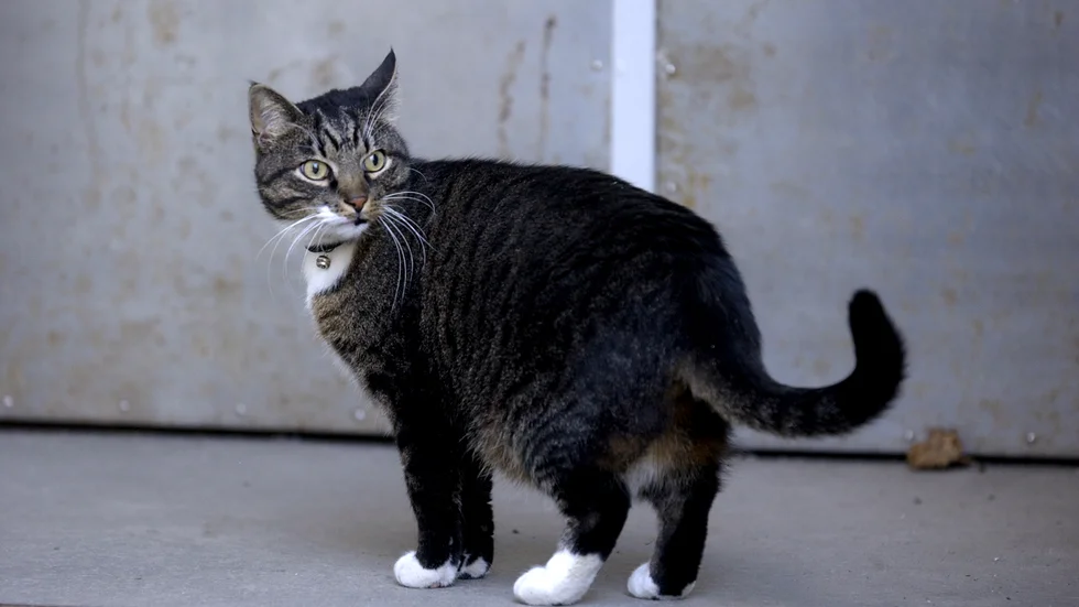 En katt påträffades instängd i en lägenhet i Motala, utan mat och vatten, efter lång tid.(Genrebild).        