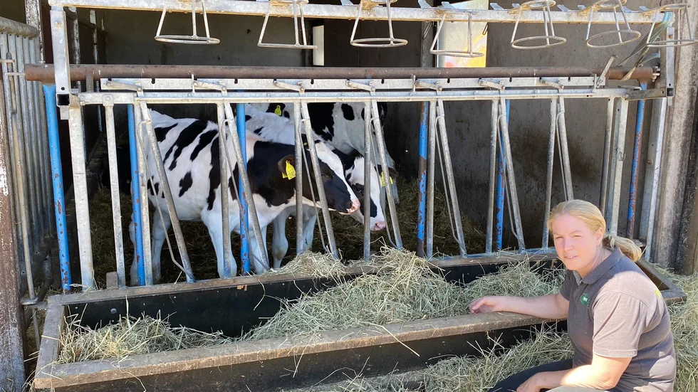 Mjölkbonden Kristin Yderfors på gården Skärvinge, Risinge vill ha rejäla regnskurar före midsommar för att motverka torkan i markerna. Kvigorna är av rasen svensk holstein.