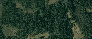Nya ägare till skogen på Ålbäcken Rosenlund 1 i Trehörna
