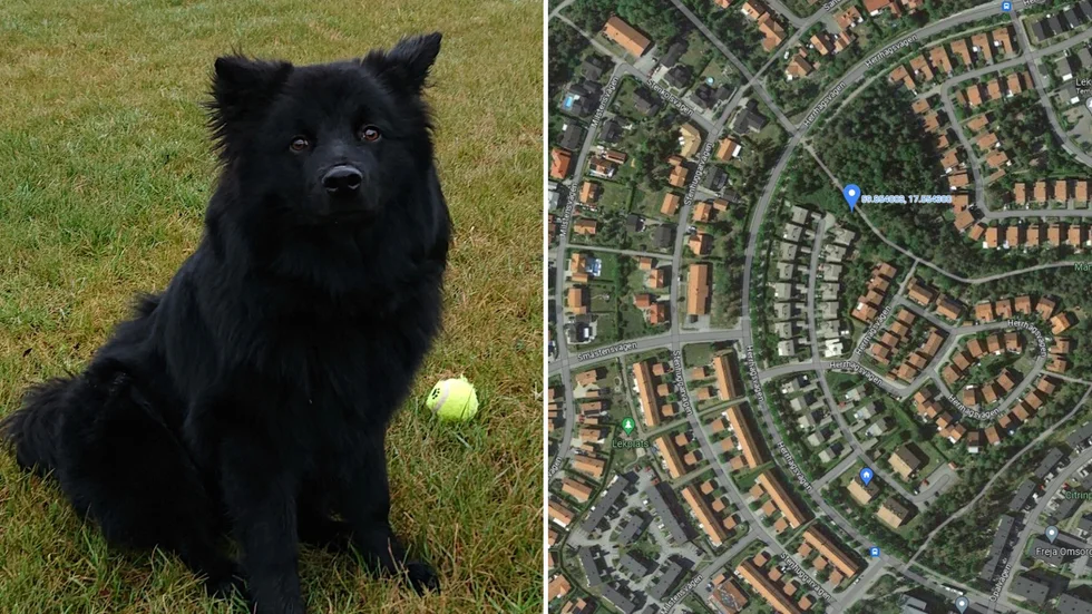 Rådjuret gick till attack mot Balder i Stenhagen i Uppsala. På kartan pekas platsen ut där Andreas såg rådjuret.
