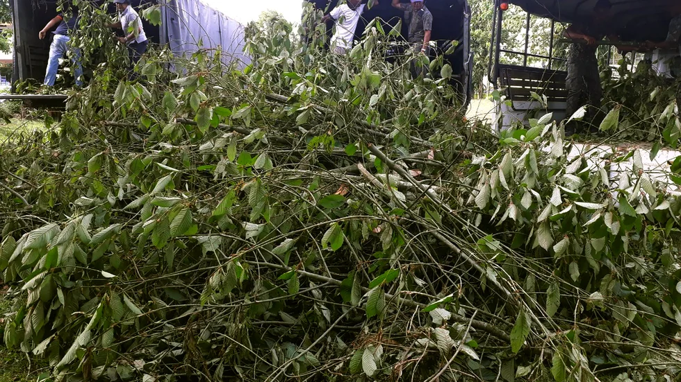 Kratomväxter i Thailand. Arkivbild.