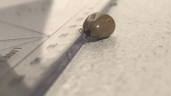 Bilden visar en vanlig fästing (Ixodes ricinus), en blodfylld hona.
