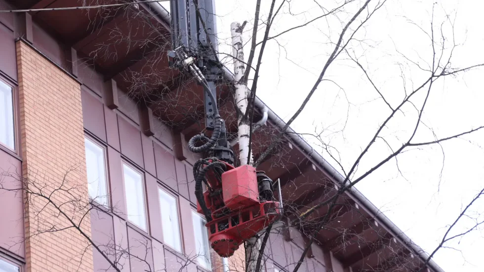 Arbetet med att fälla björkarna på Nygatan i Umeå startade under onsdagen.