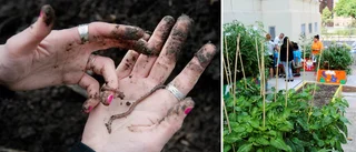Kommunen tar hipstertrend till Uppsala