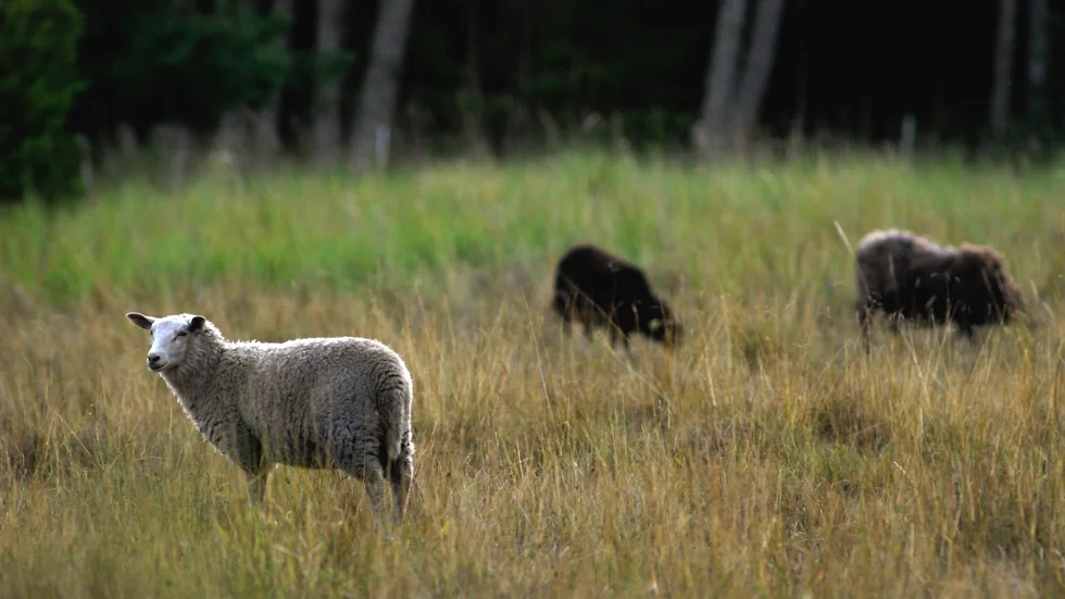Slaktavfal från får har dumpats i naturen vilket klan vara ett lagbrott.