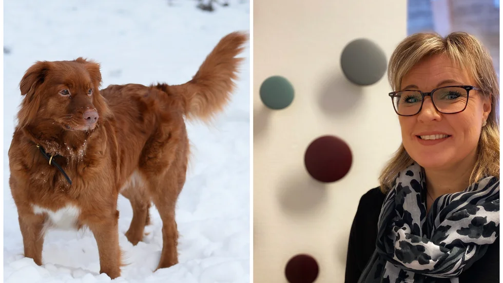 Skutskärs brukshundklubb erbjuder ”Skoj med hund", enligt Jessica Lindegren, kultur- och fritidschef i Älvkarleby kommu. Hunden på bilden har dock ingenting med sportlovet i Älvkarleby kommun att göra. 