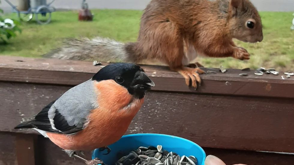 Domherren Kurt och ekorrhonan Kurrelina äter ibland samtidigt.