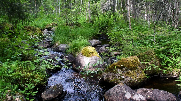 Vi svenskar är lyckligt lottade som har allemansrätten.