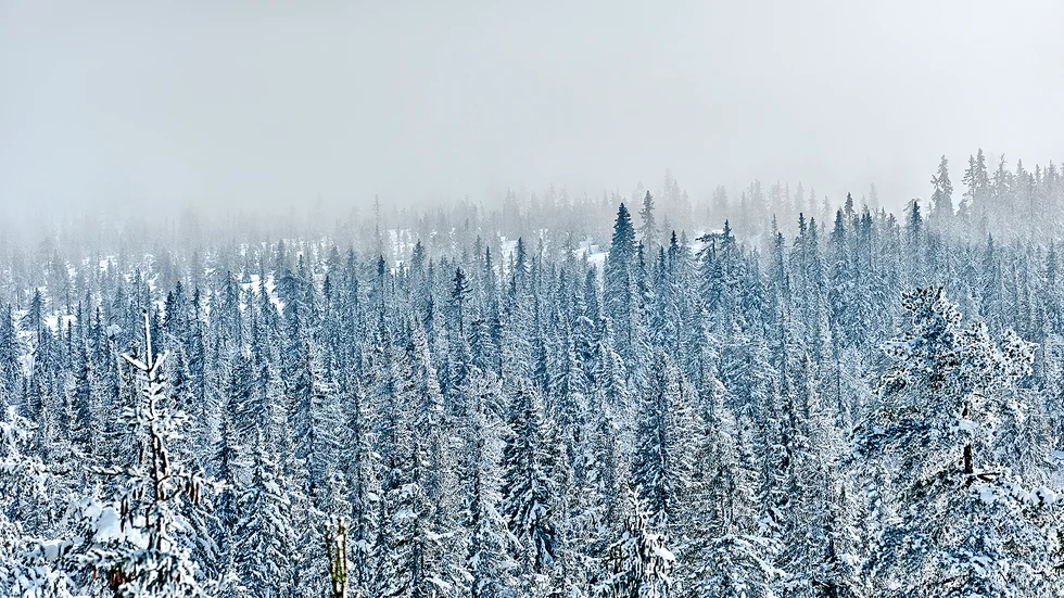 Skribenten är kritisk till Skogsutredningen 2020.