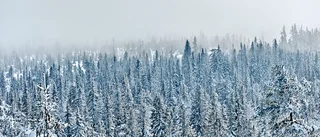 Skogsutredningen – ”Skogsägarna lär sig hata det alla egentligen vill ha”