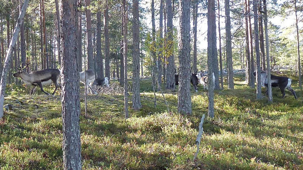 Bilden visar sju av de åtta renar som jaktlaget uppger att de sett på Stor-Furuön sedan startskottet för älgjakten måndagen den 7 september. 
