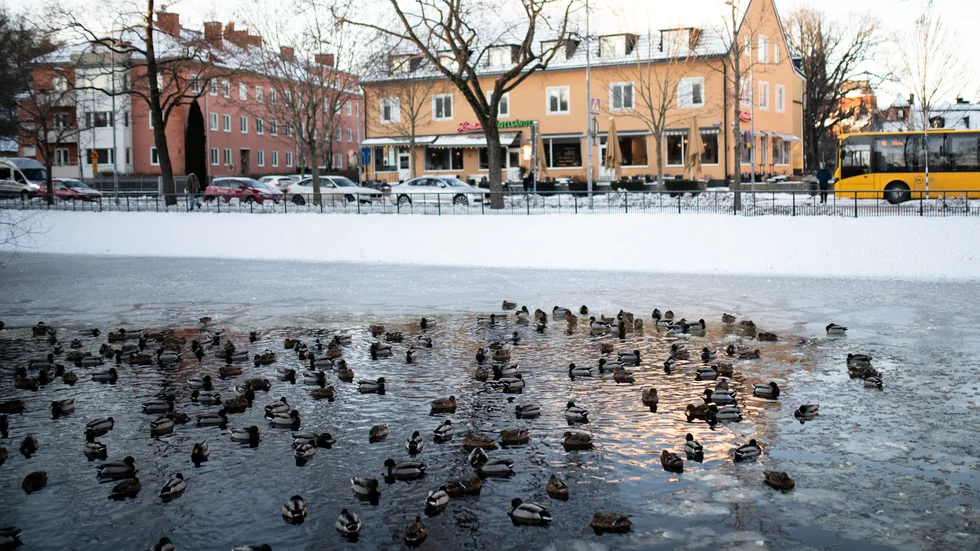 I Svandammen trängs änderna där isen ännu inte har lagt sig. 