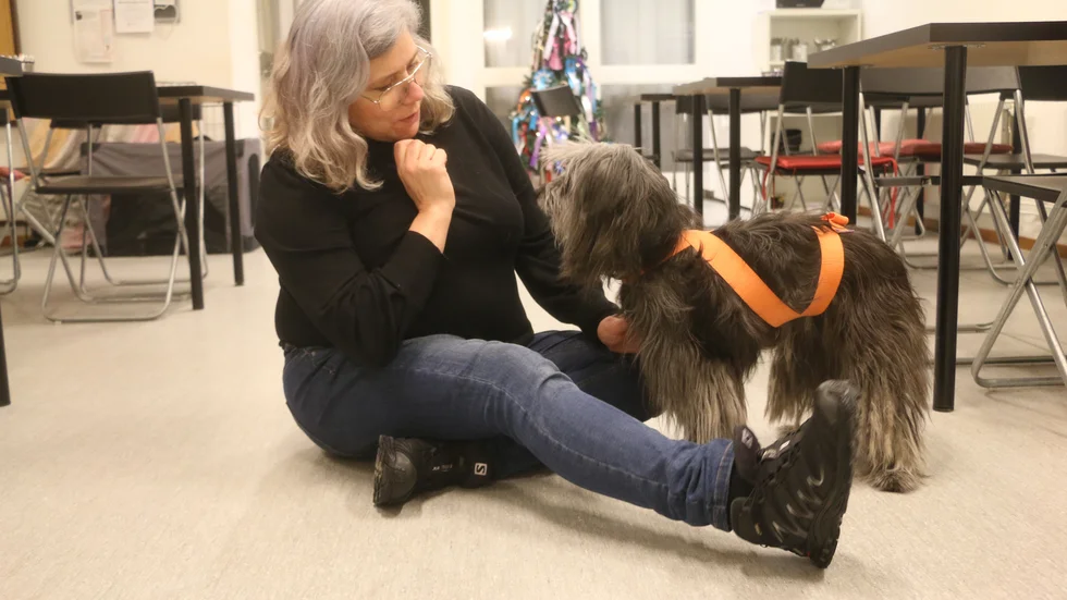 Professionella hundtränaren Yvonne Fång visar på sin egen hund Yuni hur en elastisk linda kan användas för att lindra ångest och oro under nyårsnatten.