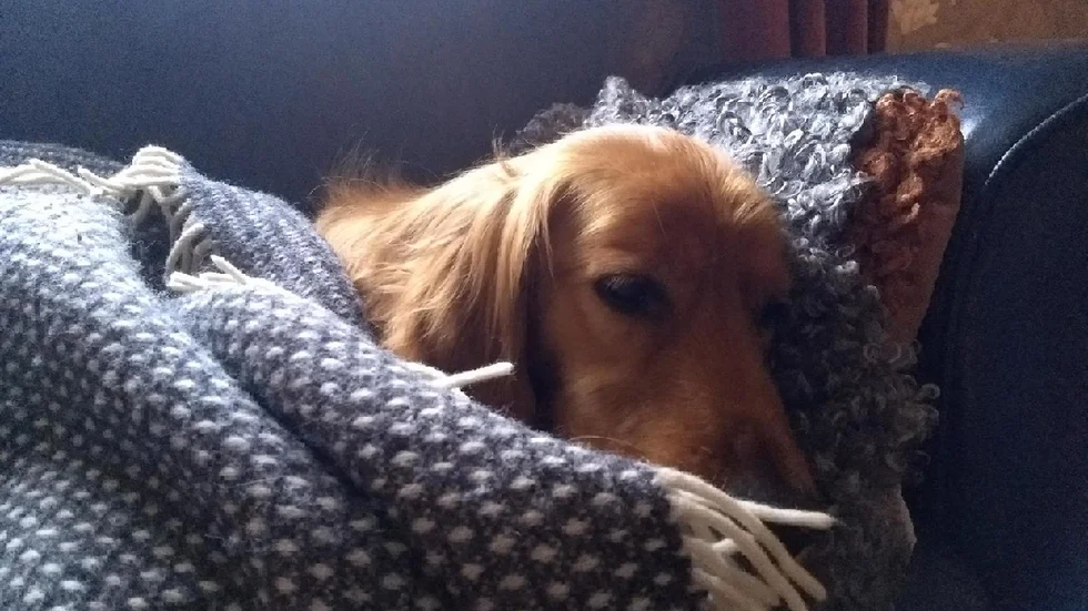 Casper har kommit hem och får nu ta igen sig under en varm filt.