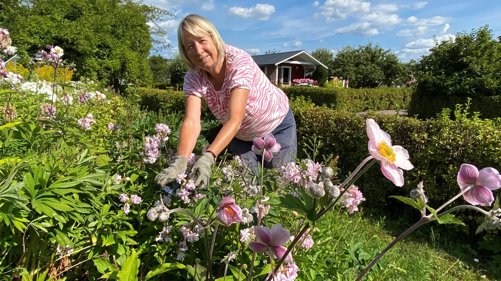 Carin Backlund har kommit hit till sin kolonilott varje dag i sommar. "Nu när det inte gått att resa har det varit extra härligt att ha den", säger hon.