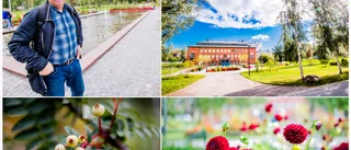 Nu får Luleås äldsta park körsbärsträd - som Stockholm