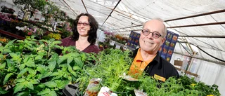 Hemarbete och restriktioner gynnar blomhandlare: "Bra drag hela året"