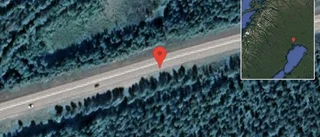 Älg på vägen på E4