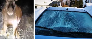 Se: Älgko löper amok – attackerar Marianns bil