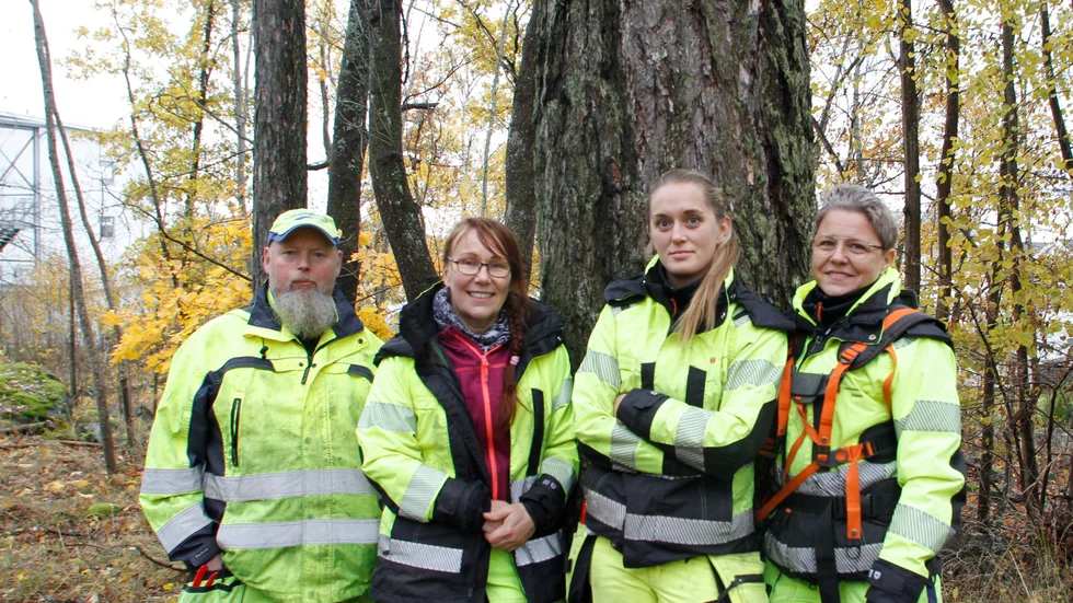 Peteri Hellsten, Saini Roesner, Emma Fosselius Paskén och Anna Jägskog ser nu till att den blivande trädparken blir av med överflödigt sly och buskar. Här har kvartetten letat upp en av de kraftigaste stammarna.