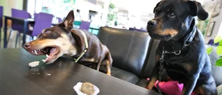 Några tips för ett hundliv i Visby 