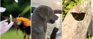 Bildextra läsarnas bilder – hösten i antågande