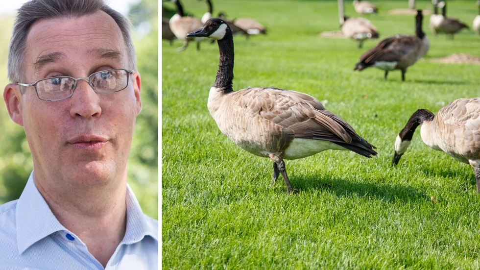 Fredrik Feldt, teknisk chef, uttalar sig nu om kanadagässen.