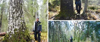 Här står jätteasparna: Nästan 300 år gamla – Sveriges äldsta • Följ med i den sagolika skogen i Skråmträsk