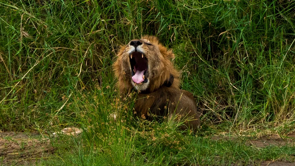 Sex lejon har förgiftats i en nationalpark i Uganda. Arkivbild.