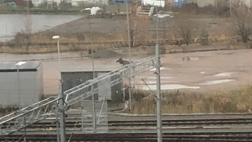 En älg irrade omkring på spårområdet i Boländerna i närheten av Kryddblandargatan.