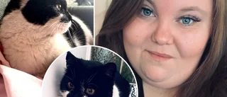 Skelleftekatten Ponken hittad – varit försvunnen i nästan sju år: ”Som att ha vunnit första priset på Lotto”