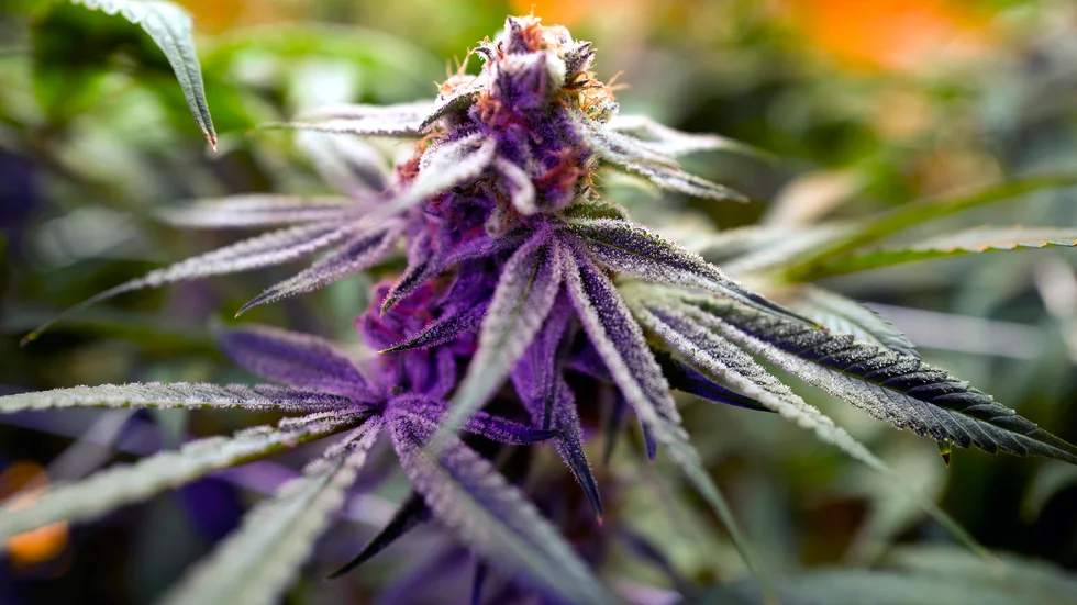 Marijuanaplanta, vars växtsaft används för framställning av narkotika. 