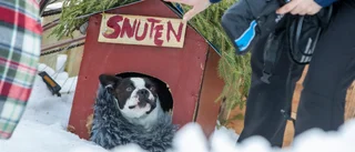 Nu blir tvååringen från Luleå tv-kändis i hundrollen