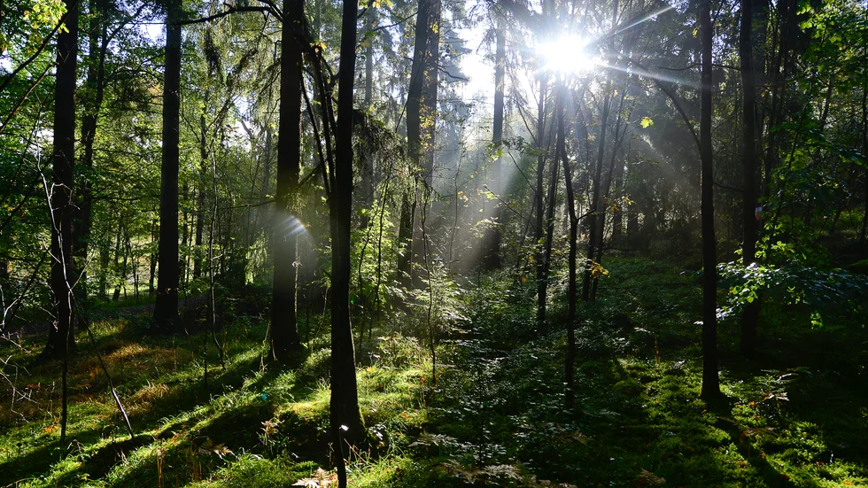 Närmaste tiden bjuder på såväl sol som regn.