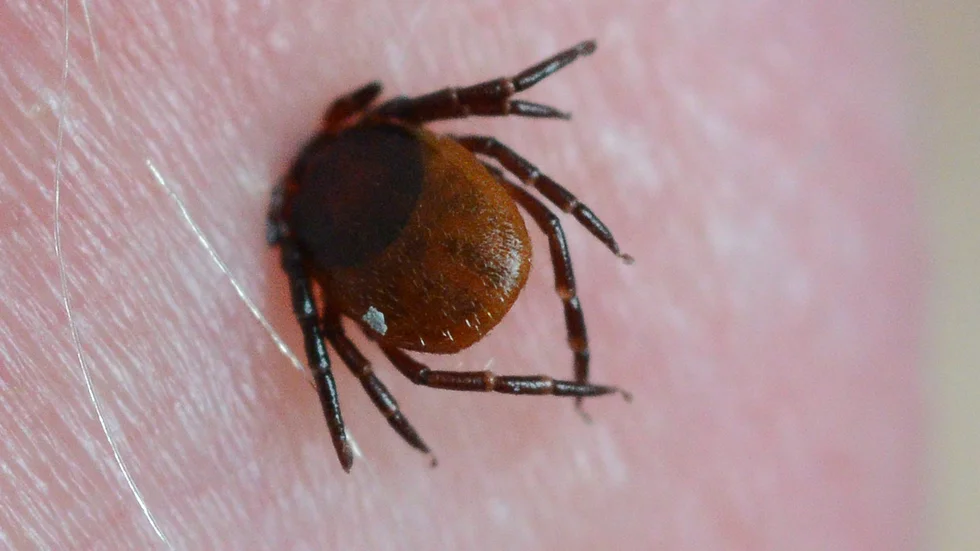 Livsfarlig. Att bli biten av en fästing som bär på TBE-virus kan ge allvarliga skador. 