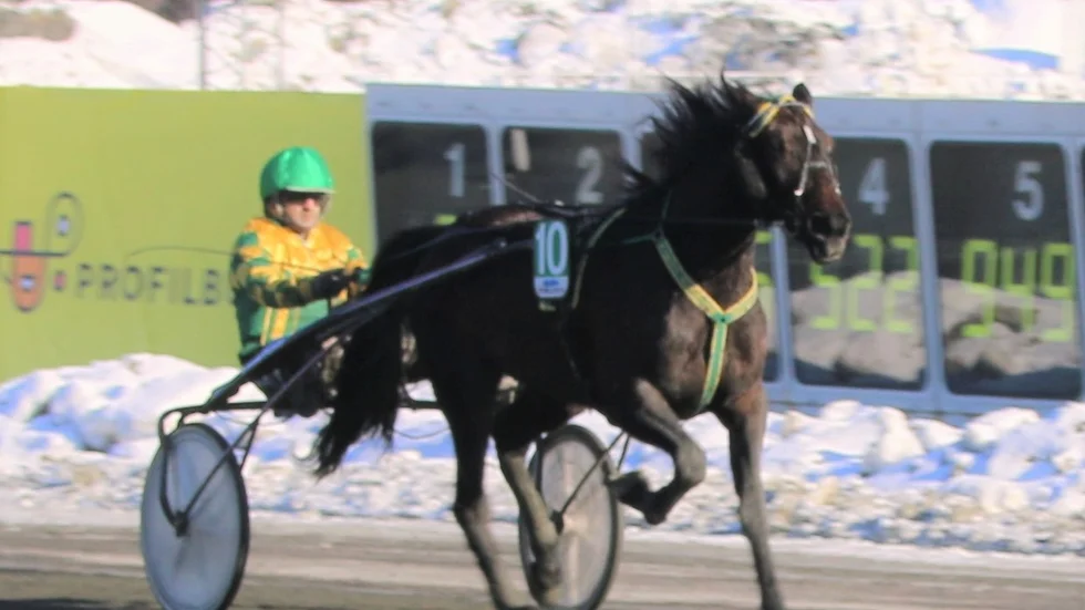 Nikita Sunrise (Ulf Ohlsson) kvalade in till miljonloppet  Drottning Silvias Pokal. Roger Nilsson tränar.
