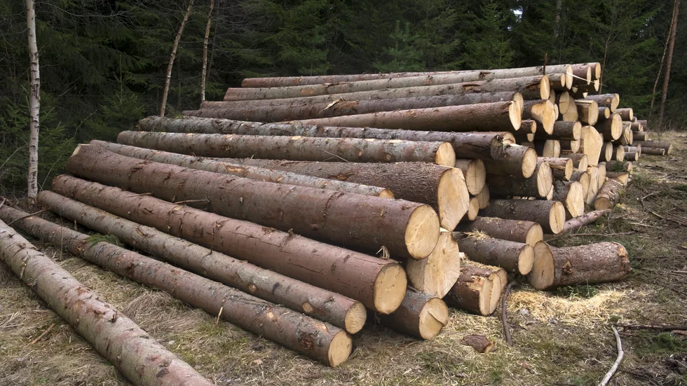 En levande naturskog med biologisk mångfald har ett stort värde för en levande landsbygd och för regionens framtid.