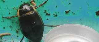 Svar på insektsfråga          