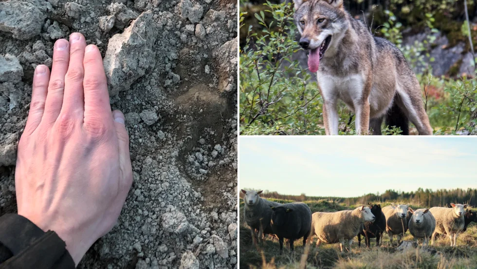 En varg attackerade en fårhage i Lövsele, totalt sju får dödades.