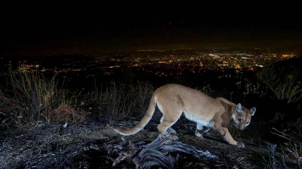 En puma, som inte har någonting med texten att göra, fångas på bild av en viltkamera med ljusen från Los Angeles i bakgrunden. Arkivbild.