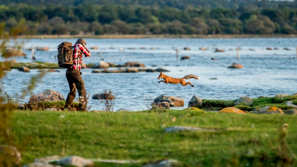 En jägare får korn på en räv vid Fröjelkusten söder om Klintehamn på Gotland.