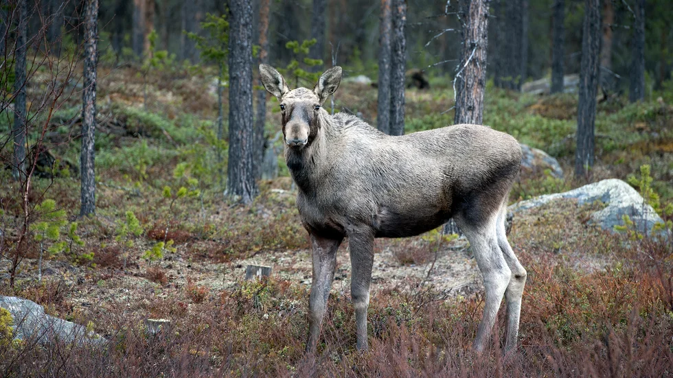 Älgjakten inleddes första september.