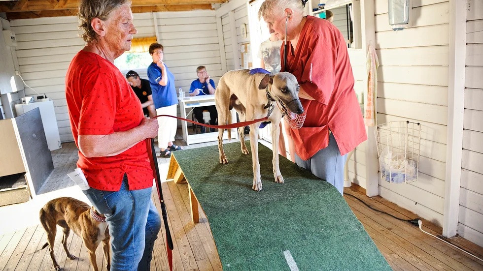Tävlingsveterinären Karin Sandbäck besiktar hundarna inför varje lopp. Här går hon igenom Hanne Anderssons Blue Moon inför B-finalen Whippet.